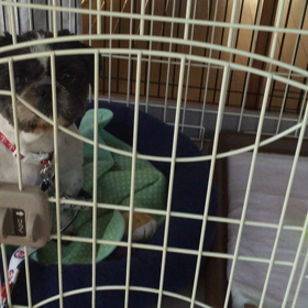 ゆずあ 成長記録 コマンド編(待て)の画像