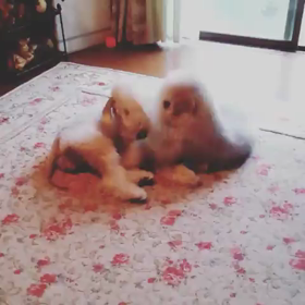 ▶︎まゆとかのんの画像