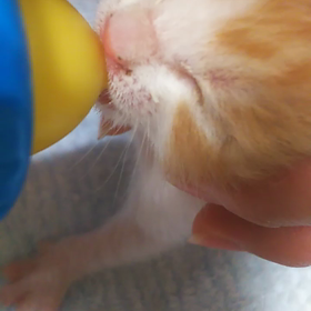 めたくそ可愛えぇの画像