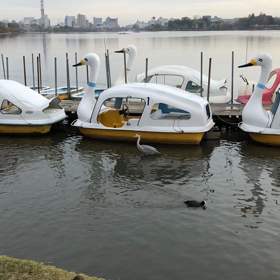 オオサギのタイムリプスを撮りました！の画像