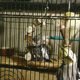 雛ちゃんが·····の画像