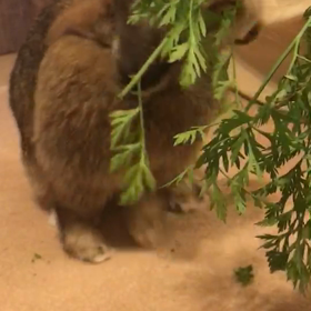 葉付きにんじんの画像