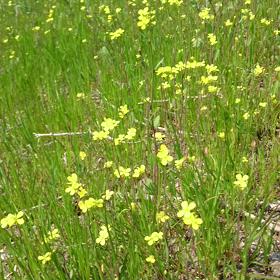 ぷち写真館の画像