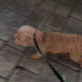 ♪お散歩動画♪砧公園♪の画像