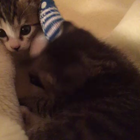 【動画】毛布サイコー(￣∀￣)の画像