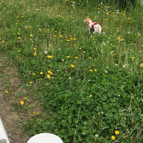 ぴょんぴょんの画像