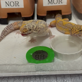 モアちゃん　脱皮の画像