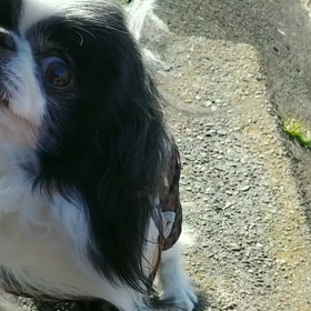 いつかの、息子の画像