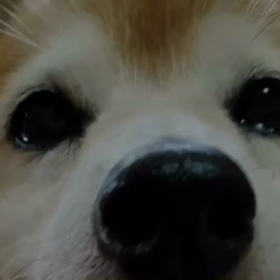 イブちゃん特集の画像