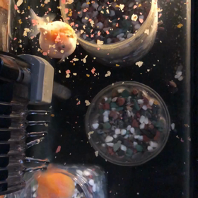 ぐー・ぱー／金魚／動画の画像