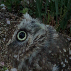 サクラ舞い散るの画像