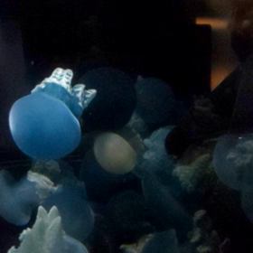 ニフレル♪の画像