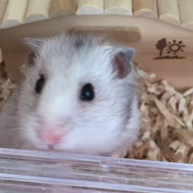 心配です.....の画像