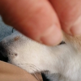 何か急に暖かくなり、夜明けも早くなってきた今朝、散歩の途中には丸子川の桜のトンネルもある場所。飼の画像