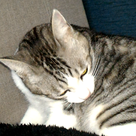 続くぜ！副作用ε=┏(;￣▽￣)┛の画像