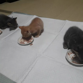 保育園組の離乳食の画像