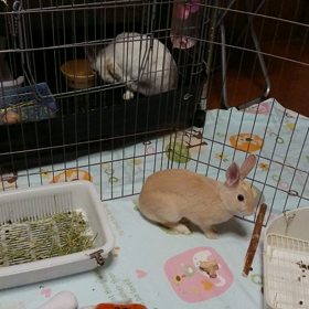 今日の小梅ちゃんの画像