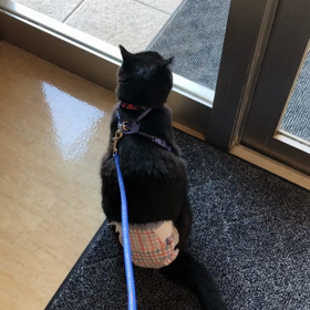 辞めたい辞めたい辞めたいの画像