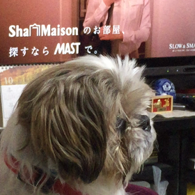 ペットの日常の画  像