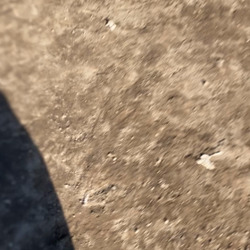 散歩デビューの画像