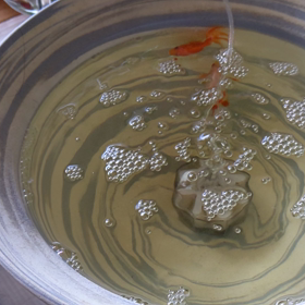 金魚の転覆病！の画像
