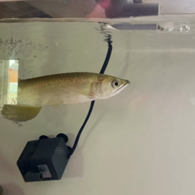 ★ノーザンバラムンディ！★の画像