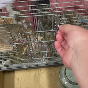 デグーへの仕込みの画像