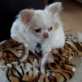 セレブな感じの画像