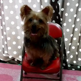 チョコちゃんの画像