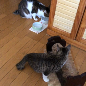 夢ばかりみてる…今日の夢。の画像