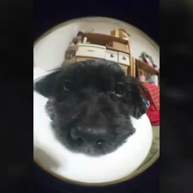 癒しの動画の画像