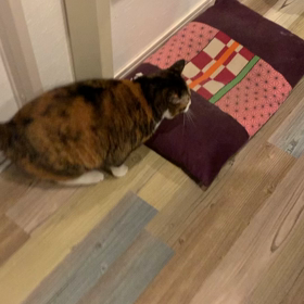 うちのねこの画像