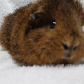 テディモルモット 販売中！！！の画像