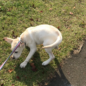 舞い散る落ち葉がココロを熱くする♪の画像