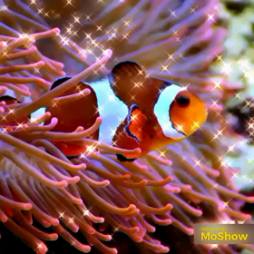 海の癒しーPurityの画像