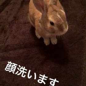 うさぎ 動画の画像
