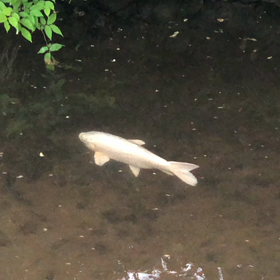 きょうのホワイト2／動画の画像