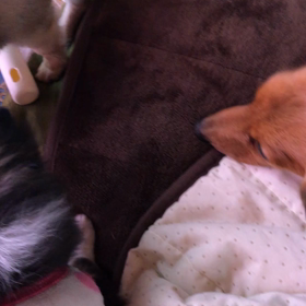 朝から寝てくれへんの画像