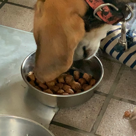 ビーグル犬はみんな食いしん坊ってわけじゃないですの巻の画像