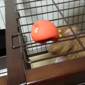 チョイチョイしたらいいの☆の画像