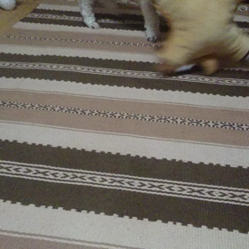 そら、大暴れ。の画像