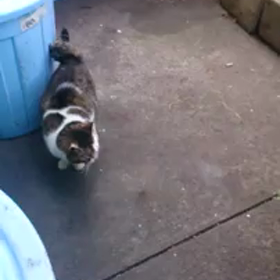 スウィートくん動画の画像