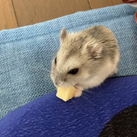 うちに電波を〜の画像