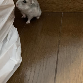 かくれんぼムービーの画像