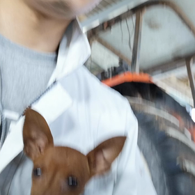 ワンちゃん可愛いの画像