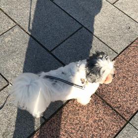 ただの動画の画像