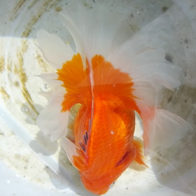 エラ病？の画像