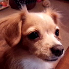 美味しいチーズの画像