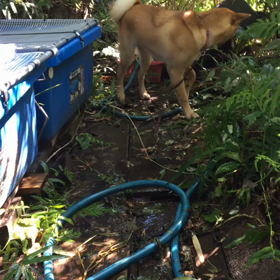 要レッドカーペットの画像