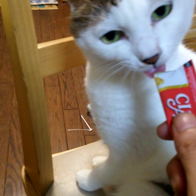 チャオちゅーる①の画像